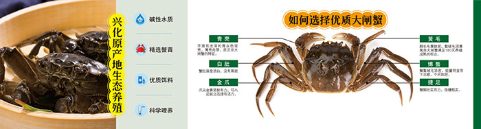興化大閘蟹海報設計